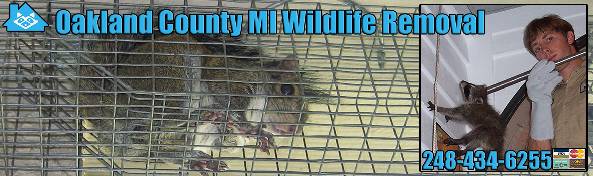 Oakland County Michigan Animal Removal and Wildlife Control